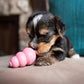 Puppy playing with pink puppy kong toy