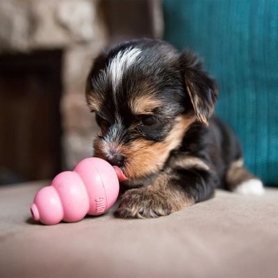 Puppy playing with pink puppy kong toy