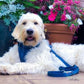 Paws & Play Dog Harness & Lead Set | Scout Blue | Adjustable No Pull Luxury Dog Walking Set - Poochella®