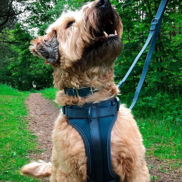 Paws & Play Dog Harness & Lead Set | Scout Blue | Adjustable No Pull Luxury Dog Walking Set - Poochella®