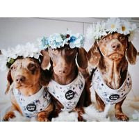 Pet Pooch Boutique Floral Meadow Pet Dog Harness & Lead Set