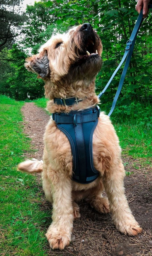 Paws & Play Luxury Dog Harness & Lead Set in Scout Blue