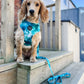 Pet Pooch Boutique Teal Tornado Pet Dog Harness & Lead Set